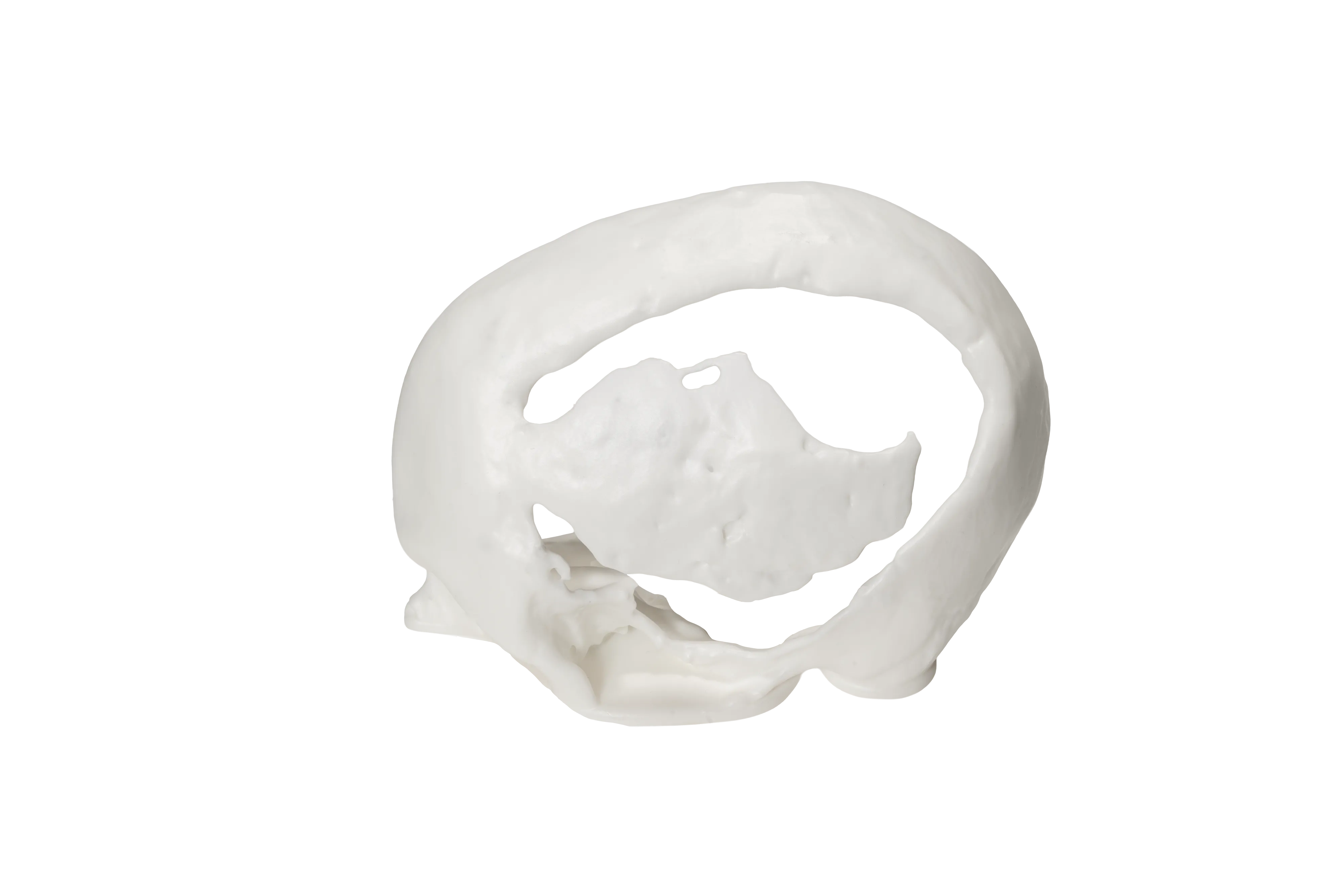 Anatomical Models
