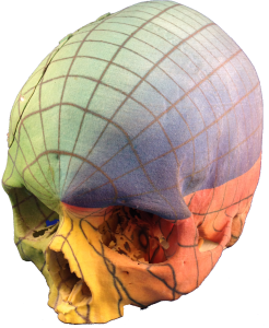 full color 3d print skull
